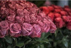 Make a 99 Rose Bouquet